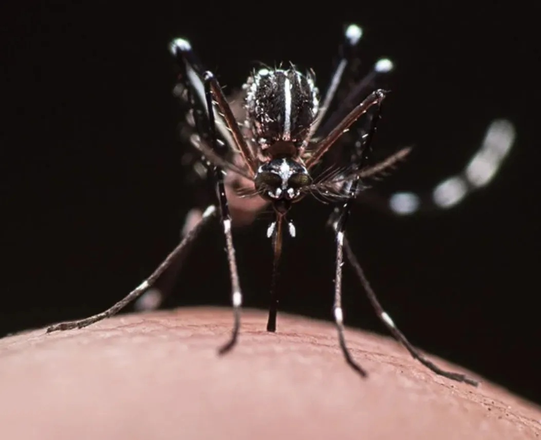 Asian tiger mosquito, Aedes albopictus. (Photo courtesy of Lisa Baik lab)