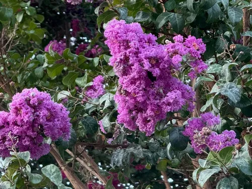 Crape Myrtle with powdery mildew by Susan H