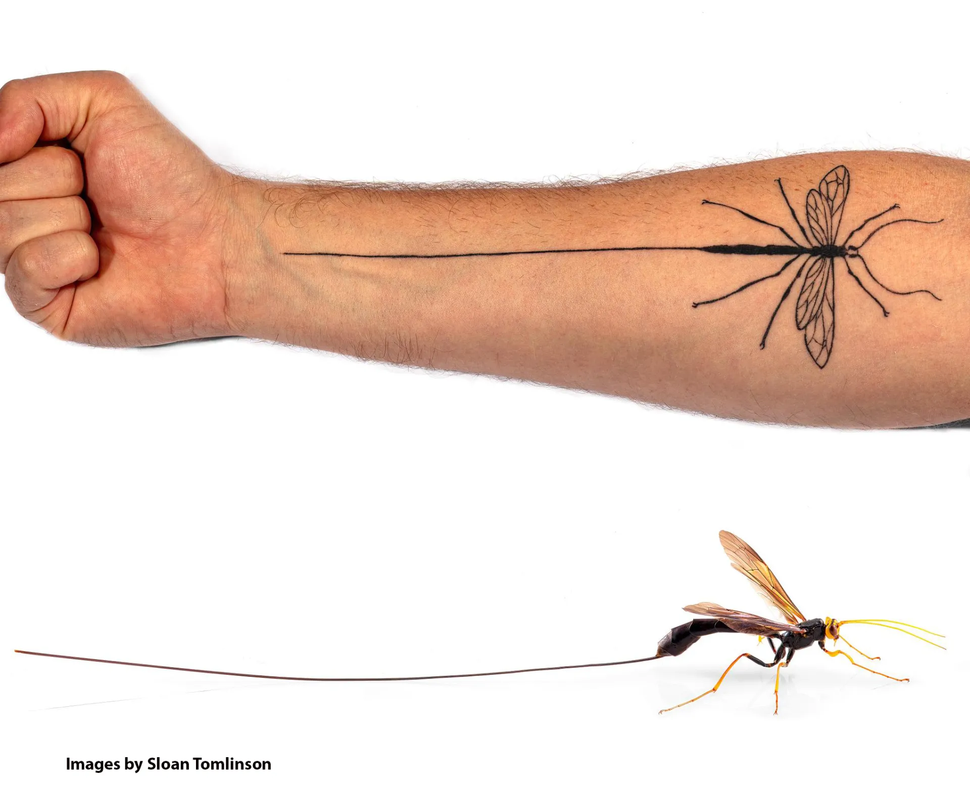 Tattoo of a Megarhyssa atrata, also known as the black giant ichneumonid wasp, on the arm of "That Wasp Guy" Sloan Tomlinson. (Photos by Sloan Tomlinson)
