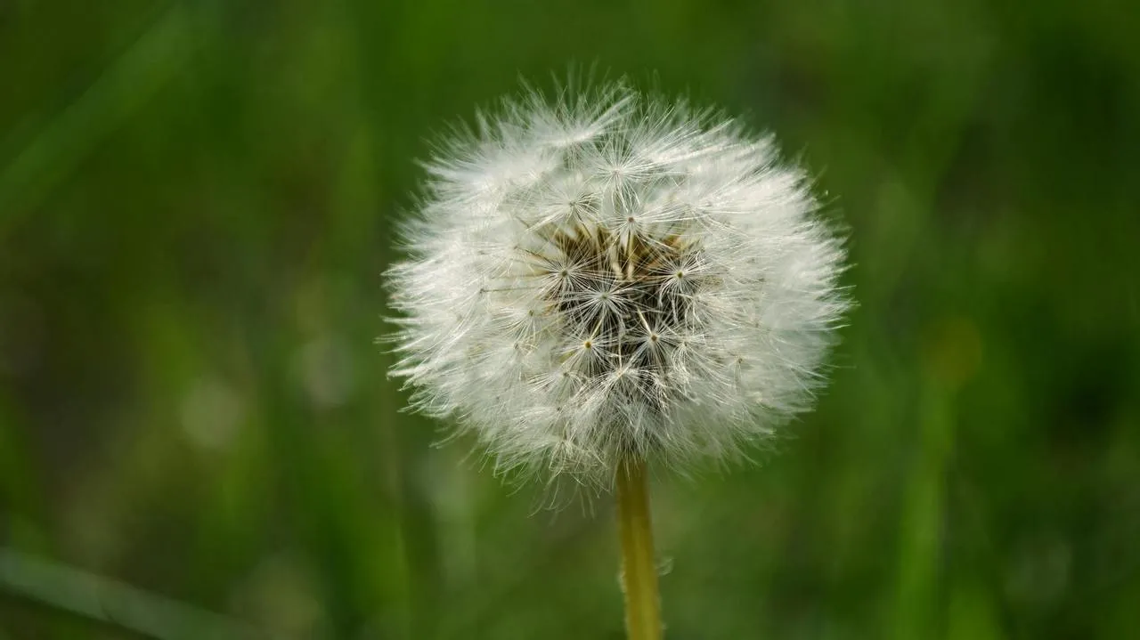 Photo of a dandelion weed