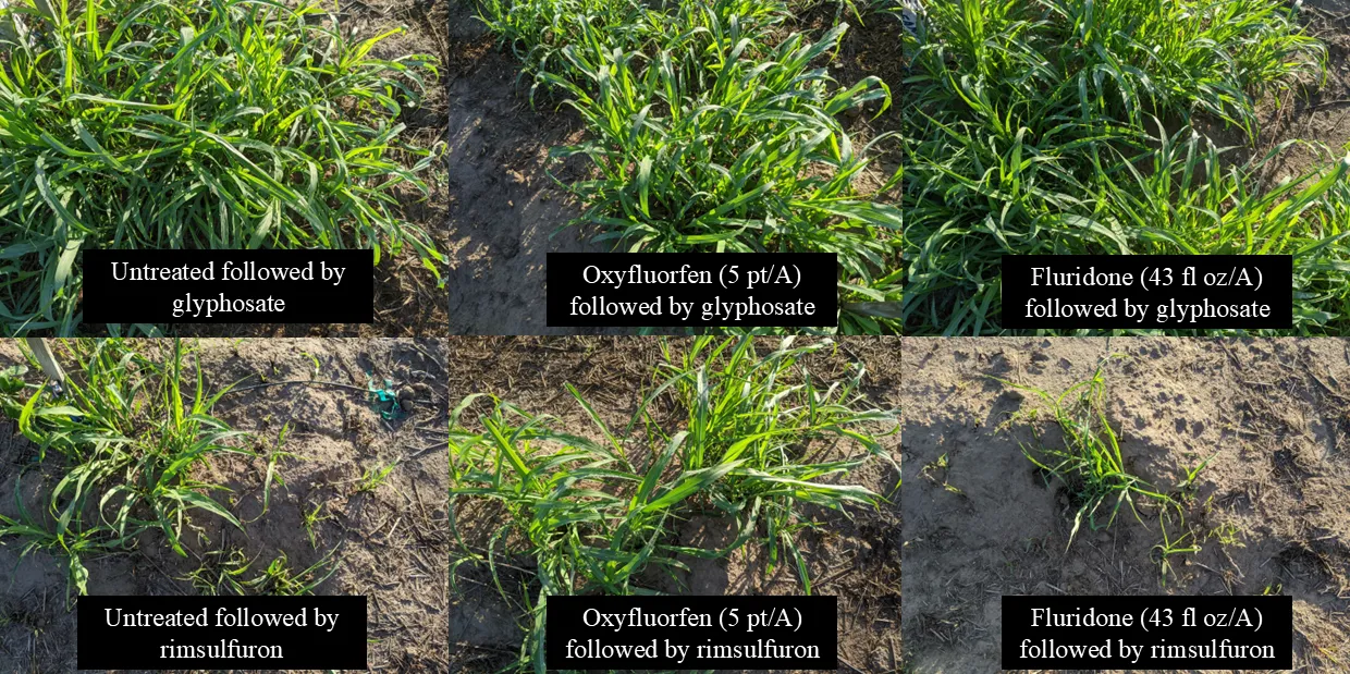 Johnsongrass coverage is affected by rimsulfuron treatments applied pre-emergence