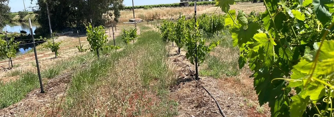 Vineyard in Davis area