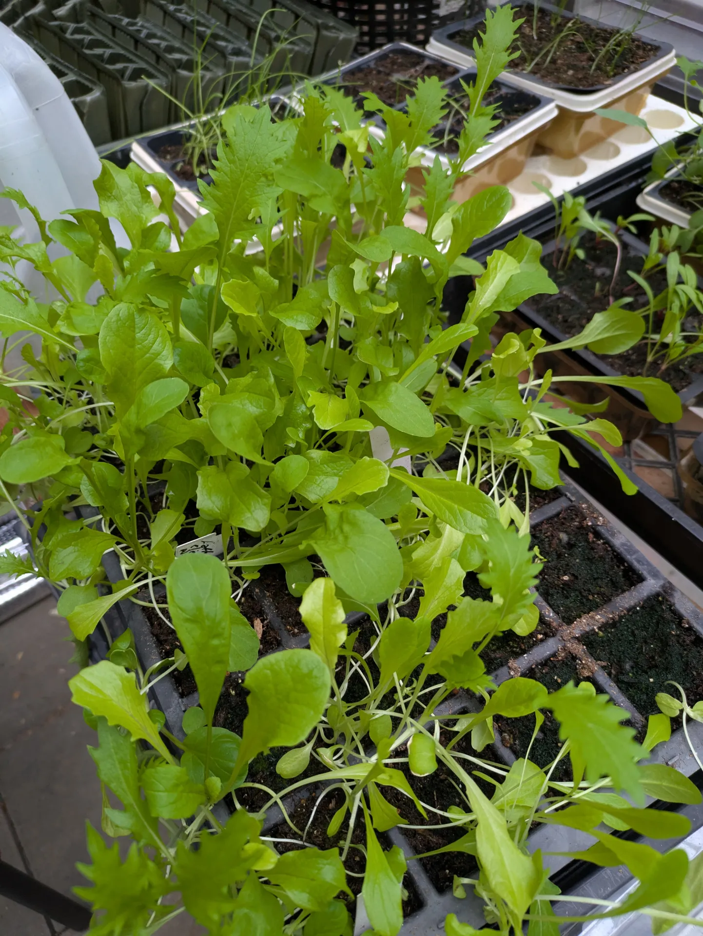 leafy greens in a six pack