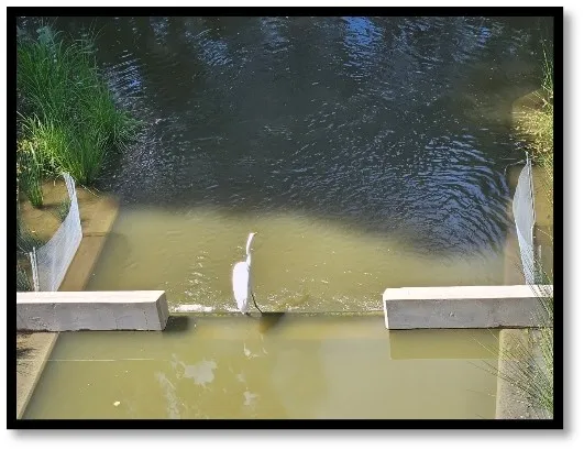 white egret sitting on a wall in the UC Davis Arboretum waterway