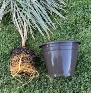 Rootbound plant out of pot