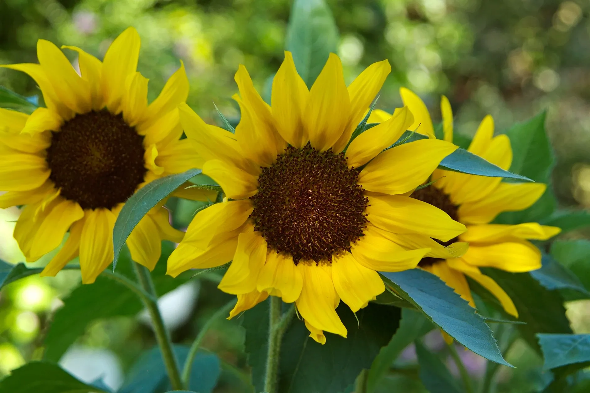 Close up of sunflowers