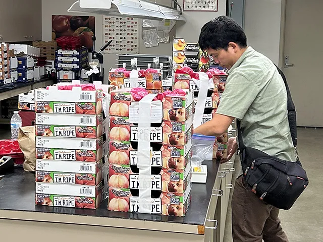 Man arranges boxes of plums