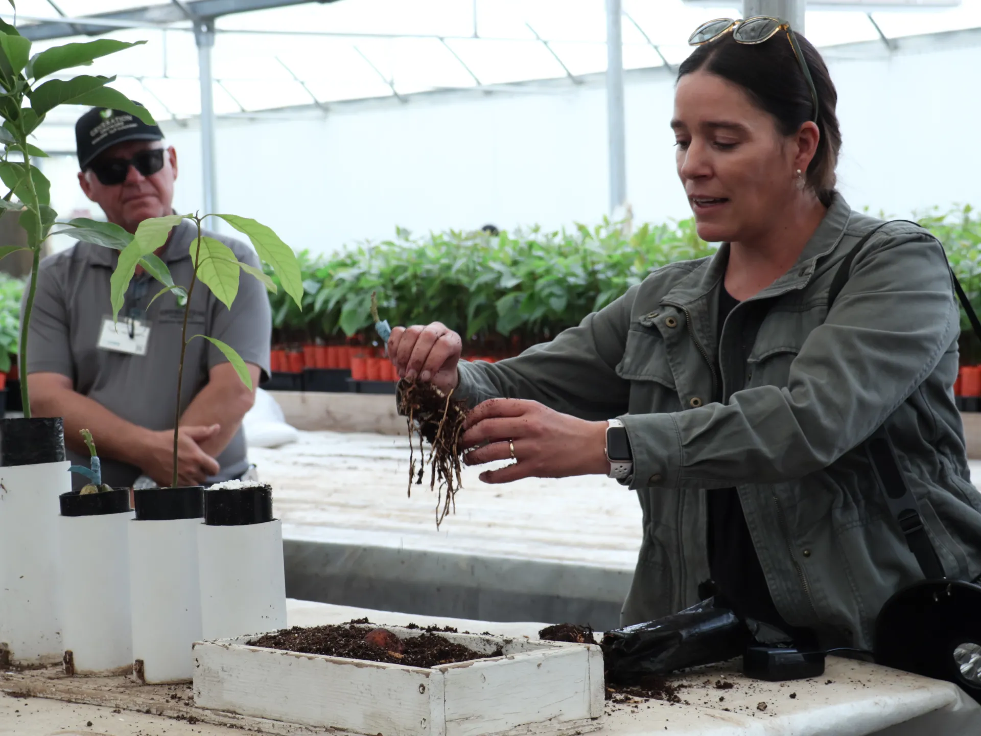 A person observes a avocado seedling inside a greenhouse