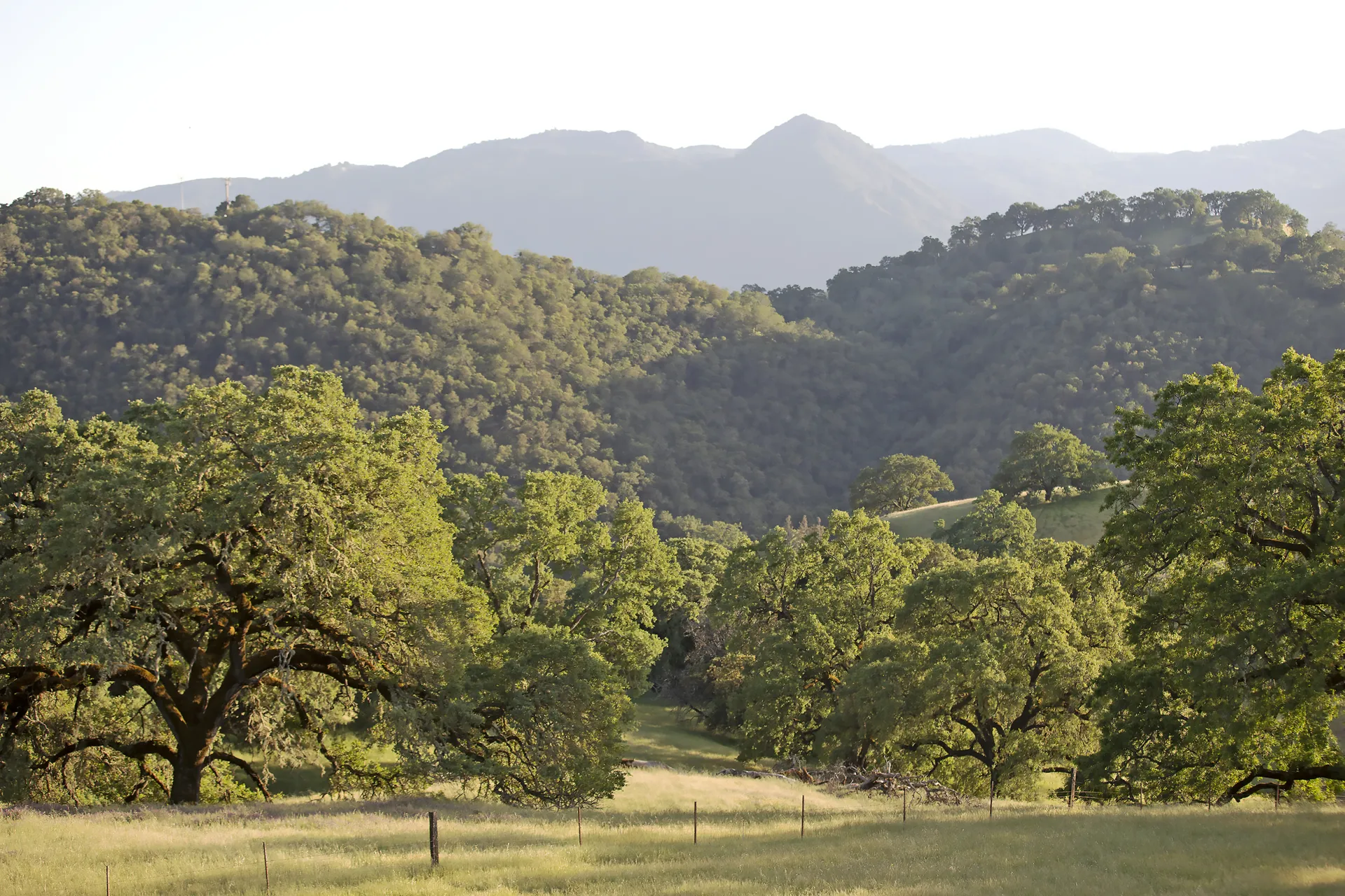 Oak trees dot the Hopland REC landscape with hills in background