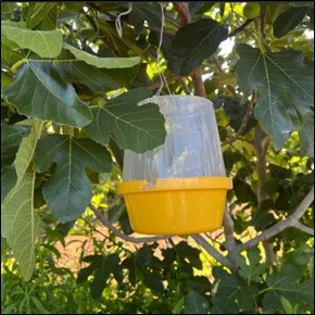 McPhail Trap Loaded with Torula