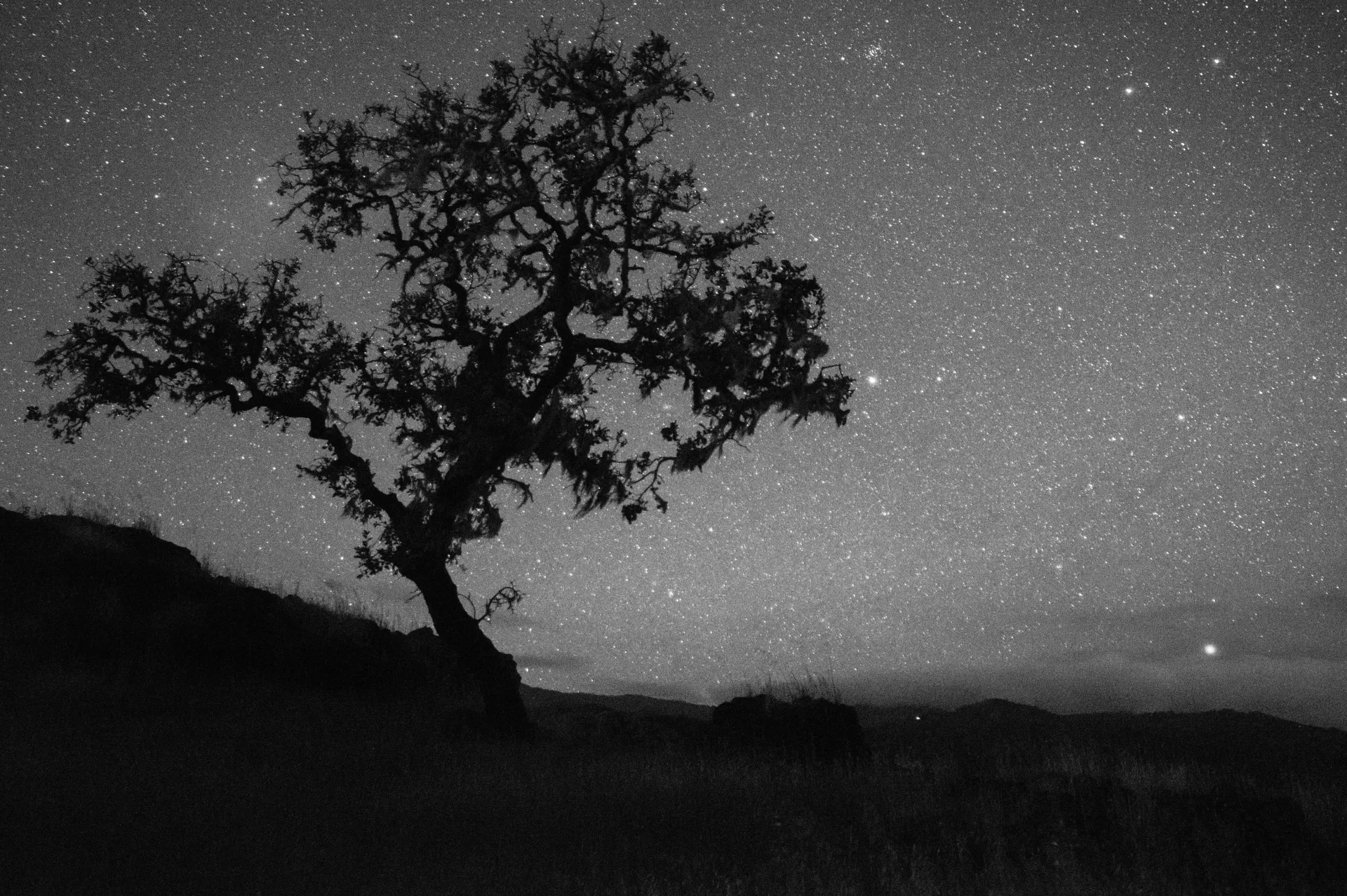 Blue oak silhouetted against night sky full of stars