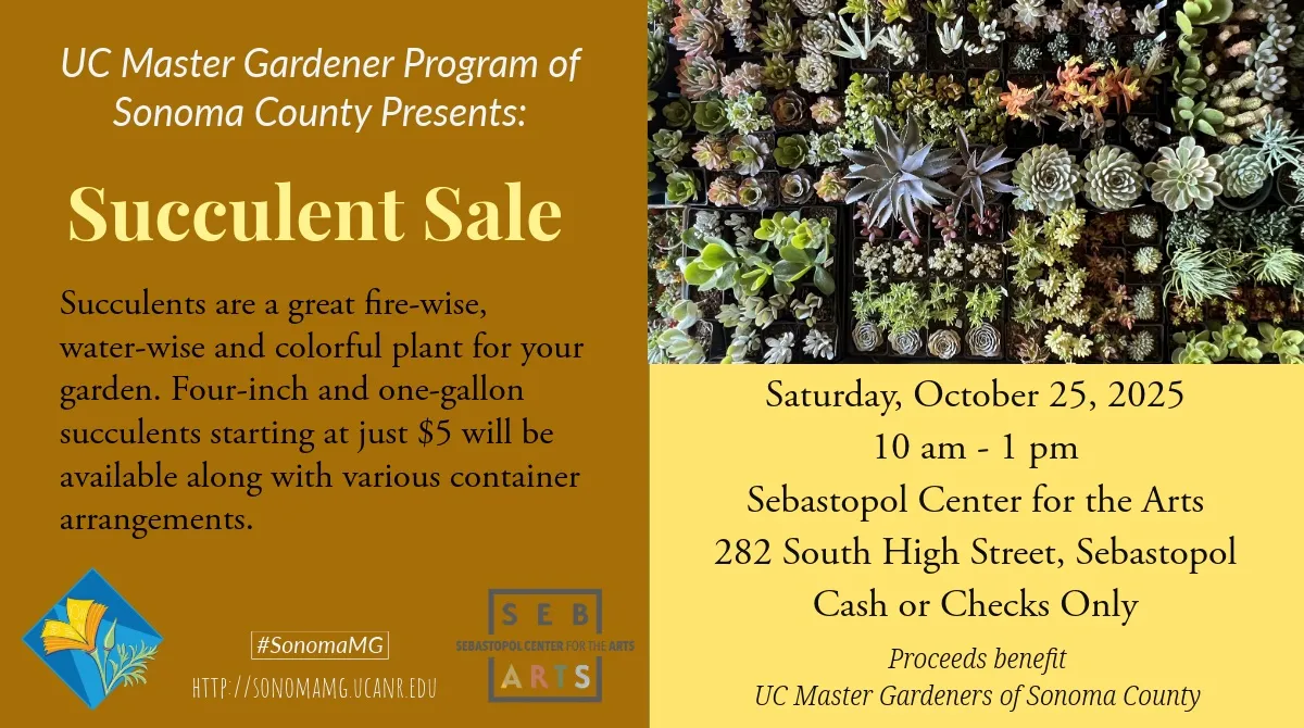 Succulent plant sale