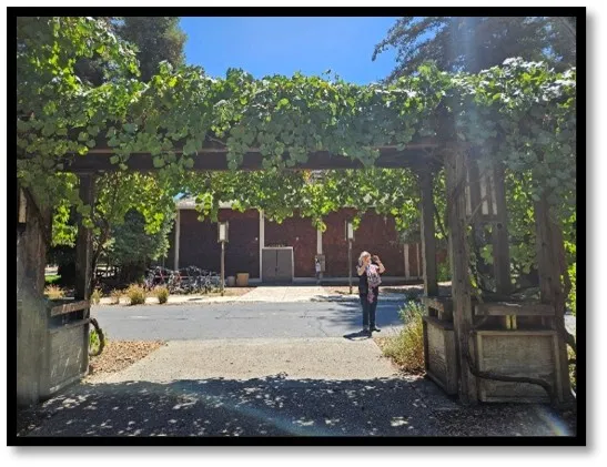 woman in the UC Davis arboretum gazebo