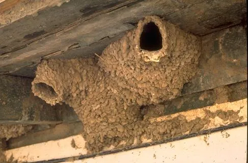 Gourd-shaped bird nests with a round entrance hole constructed from mud under an overhanging roof..