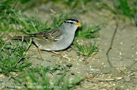 A small, grey bird with brown, white, and black markings eating seeds sprinkled on bare ground surrounded by patchy grass.