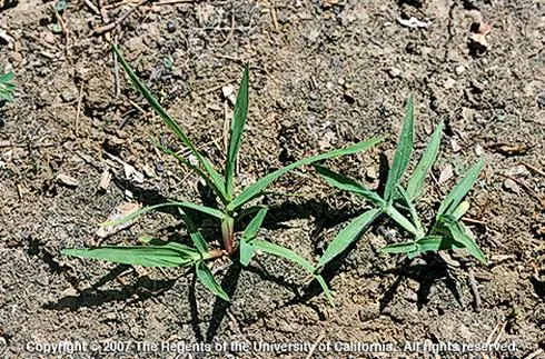 A closeup of two small, green grass seedlings on light brown soil.