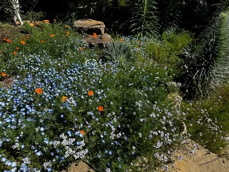 Native wildflowers in the landscape