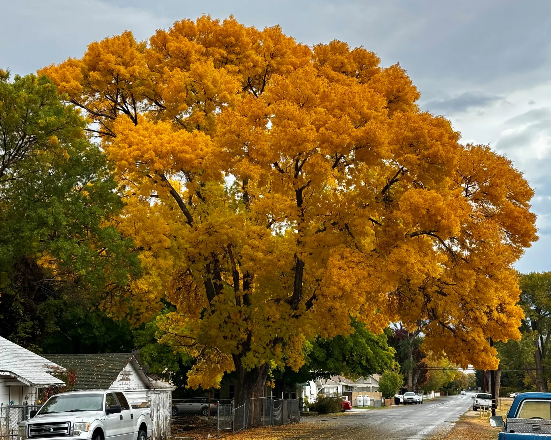 An ash tree over a street displaying fall color.