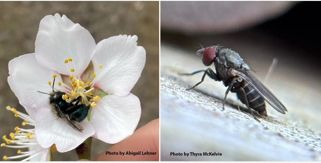 A blue orchard bee, Osmia lignaria, nectaring on an almond blossom, and its enermy, a kleptoparasitic fly, Cacoxenus indagator. (Bee image by UC Davis doctoral candidate Abigail Lehner of the Neal Williams lab, and fly image by Thyra McKelvie, managing director and Global Solitary Bee Educator at Rent Mason Bees.)