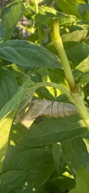 empty chrysallis on plant
