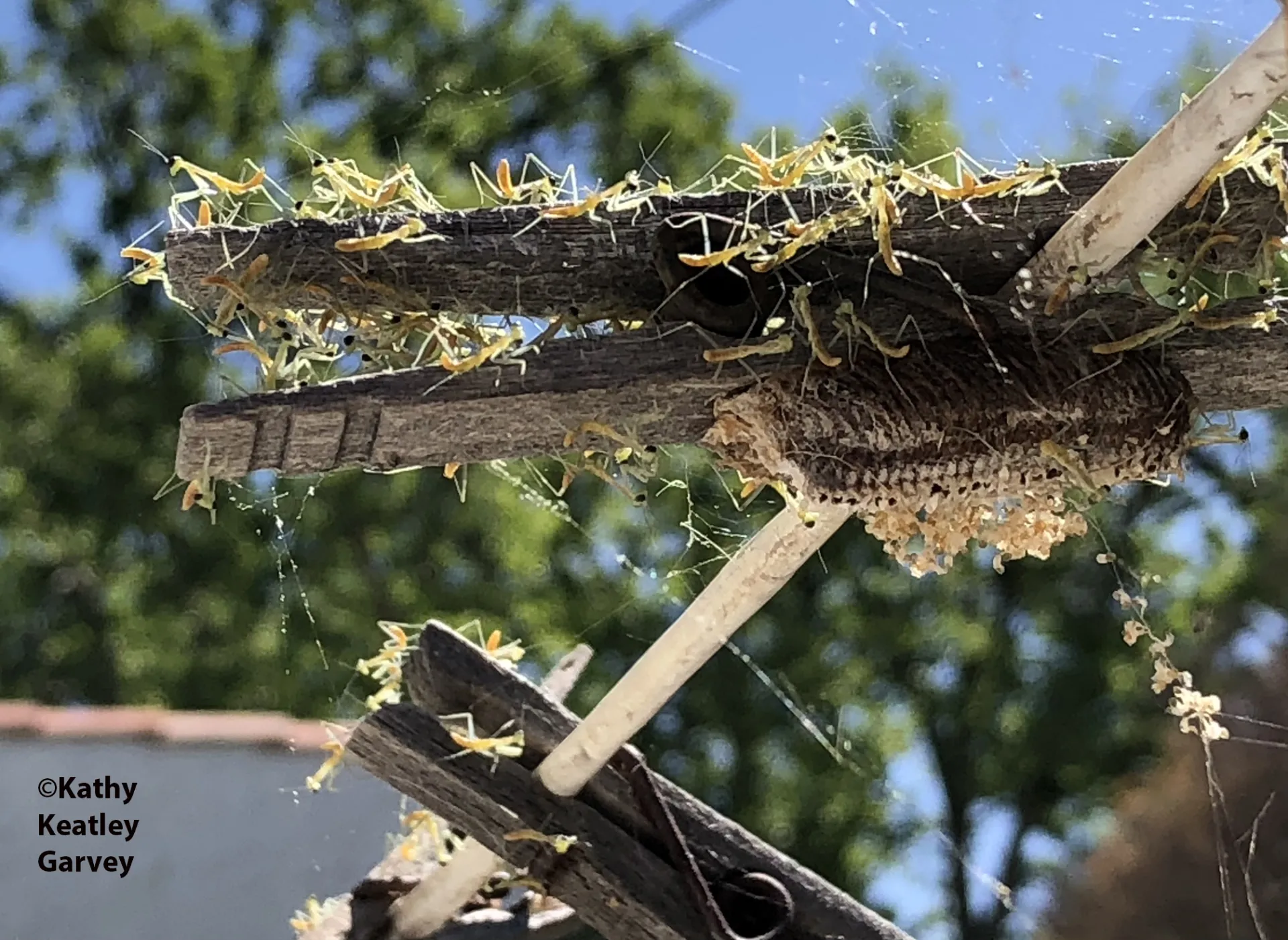 Nymphs explode from an ootheca of a Stagmomantis limbata on a clothespin hanging from a clothesline. (Photo by Kathy Keatley Garvey)