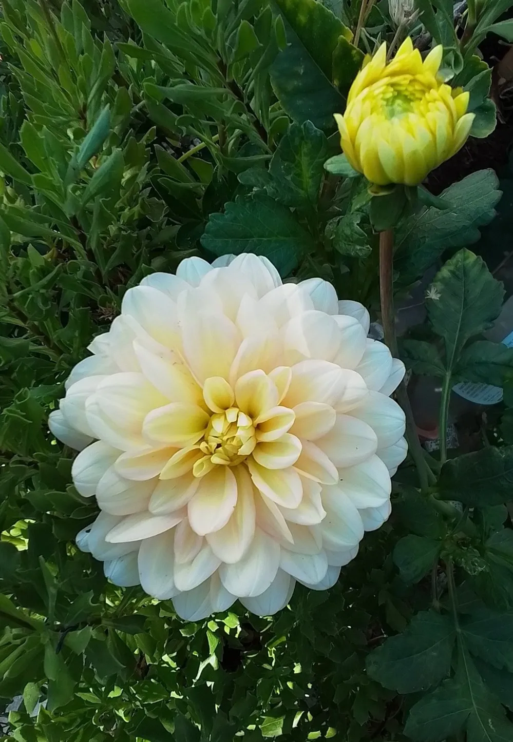 yellow blooming dahlia and a dahlia bud