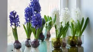 Forcing bulbs in glass containers