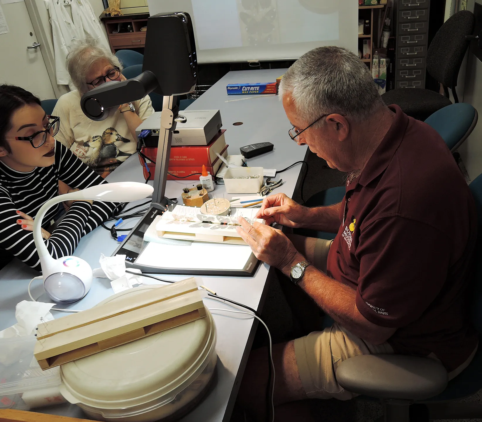 Entomologist Jeff Smith (right) curator of the Lepidoptera collection at the Bohart Museum of Entomology, shows how to spread the wings of butterflies. (Photo by Kathy Keatley Garvey) 