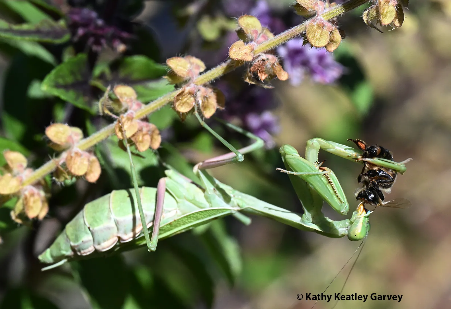 Gravid praying mantis, Stagmomantis limbata, cradling a bee. (Photo by Kathy Keatley Garvey)