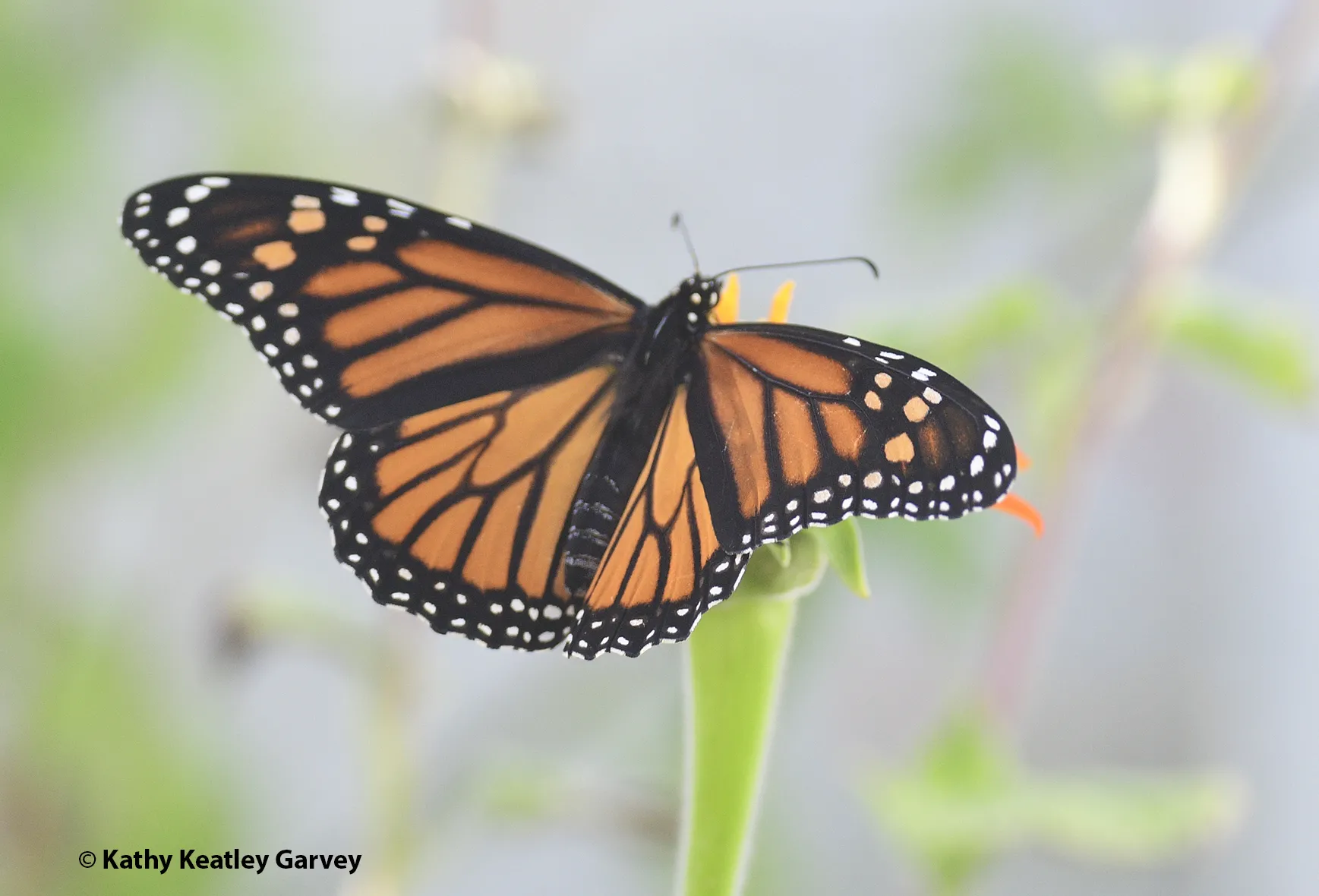 Migratory monarch takes flight in a Vacaville garden. (Photo by Kathy Keatley Garvey)