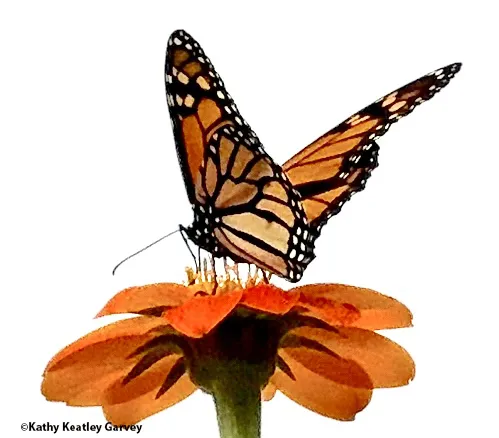 Migratory monarch nectaring on Mexican sunflower, Tithonia rotundifola in a Vacaville garden. (Photo by Kathy Keatley Garvey)