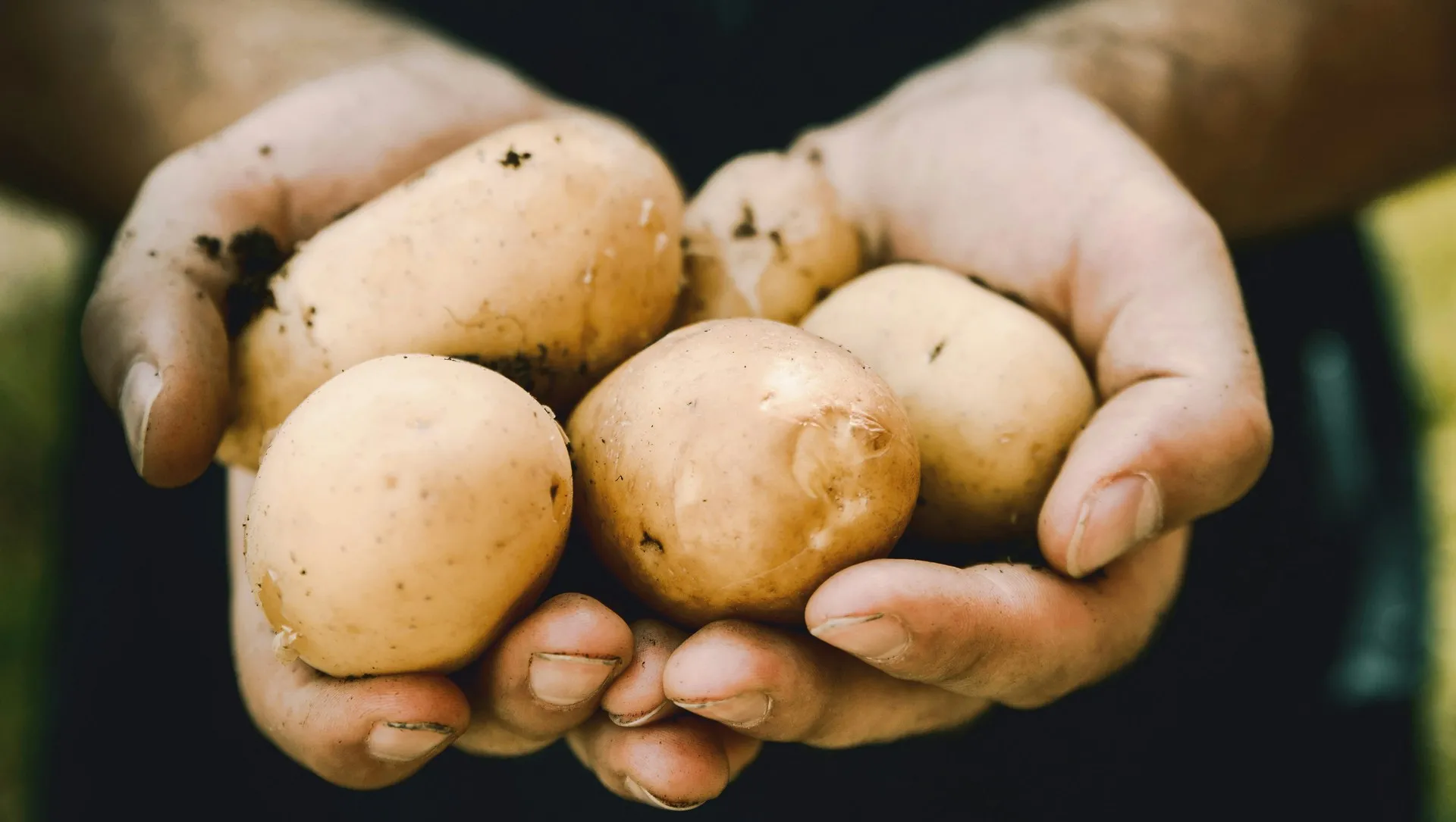 Hands holding several potatoes