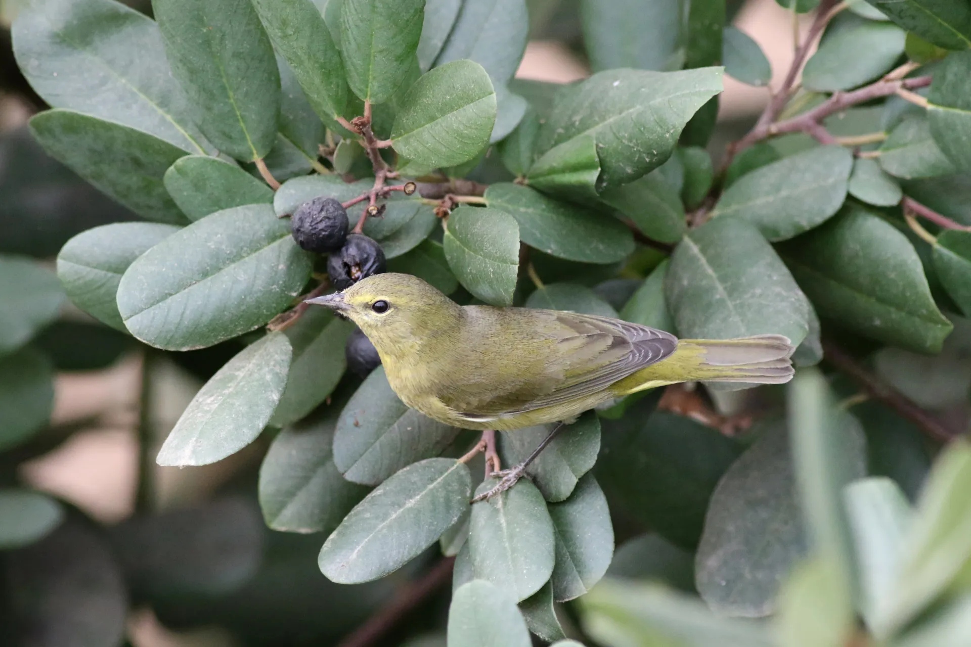 : yellow and gray colored warbler on dull green coffeeberry bush with dark berries 