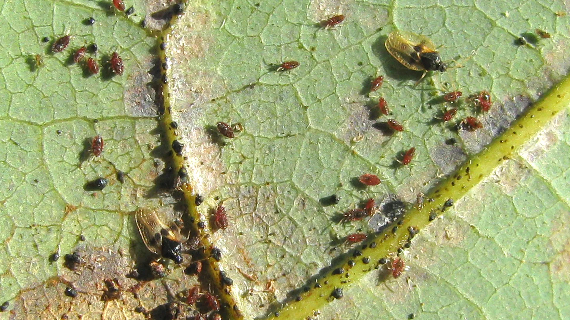Avocado Lace Bug 1st instar feeding