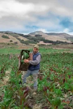 Un trabajar recoge vegetales en un campo de cultivo.