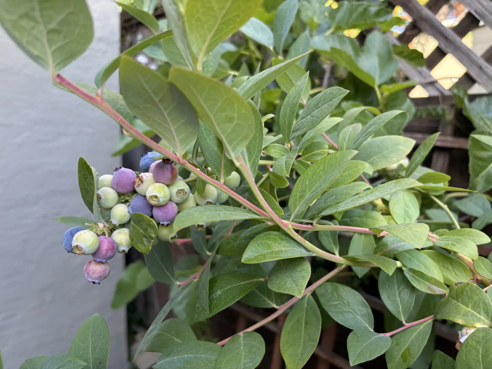 cluster of blueberries on blueberry bush
