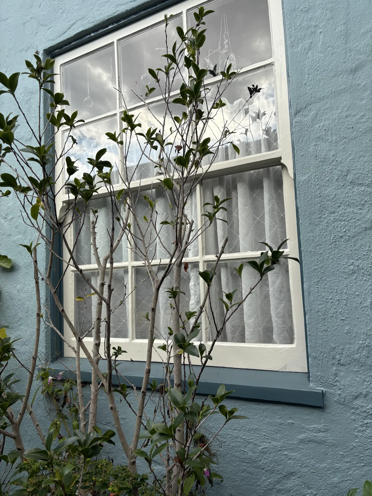 camellia bush with few leaves, obviously struggling