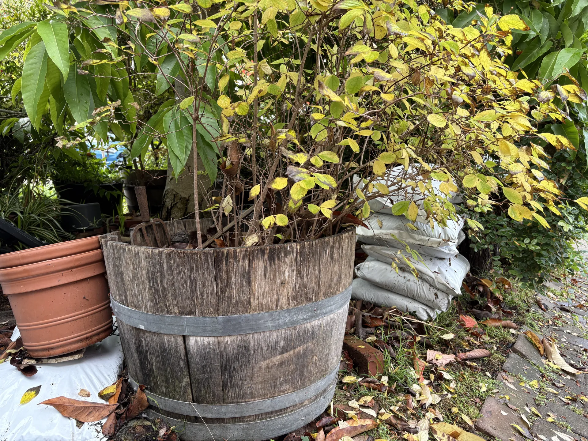 planted wine barrel with compost bags and planting pots nearby