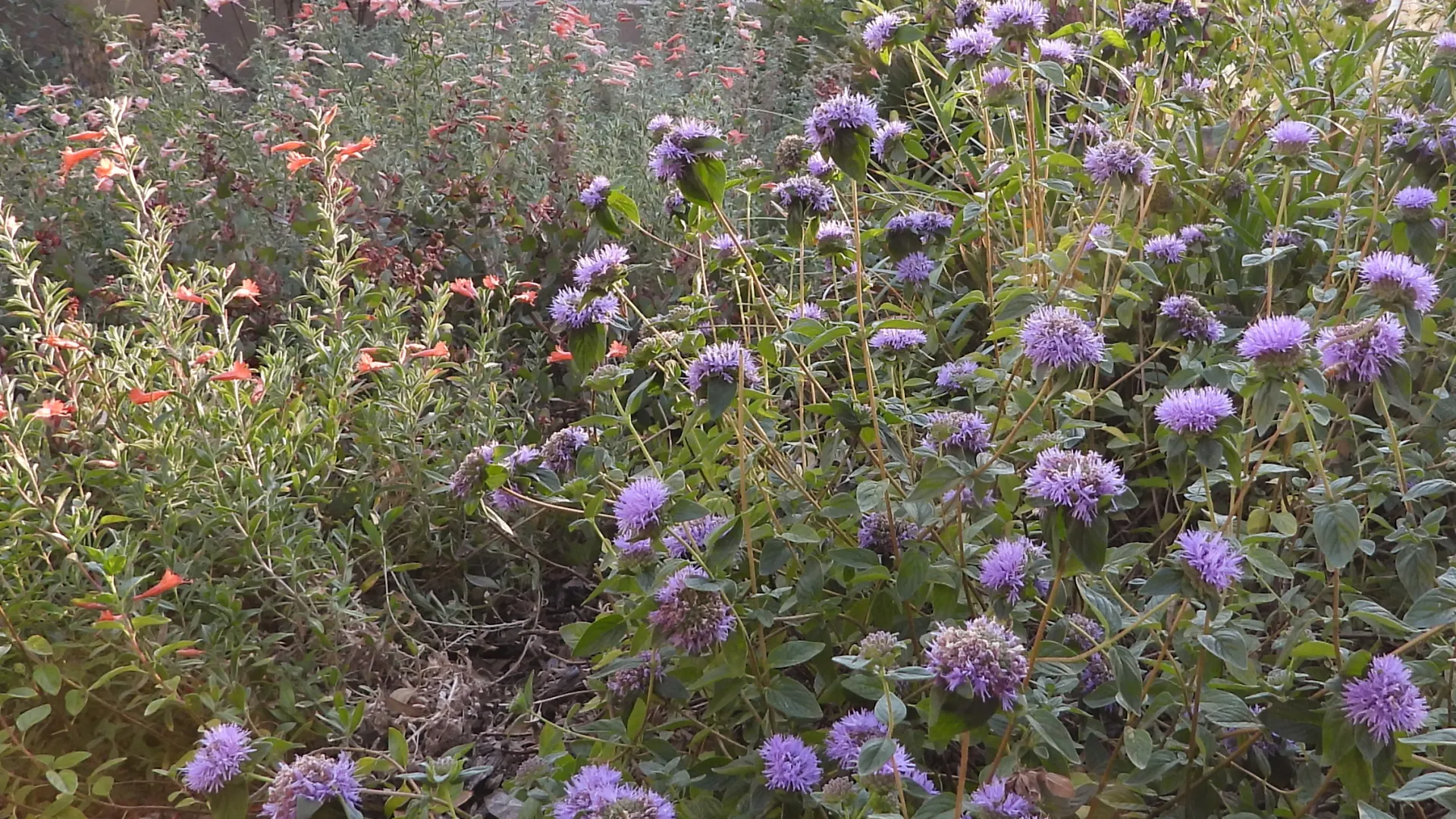 Coyote Mint and CA Fuchsia