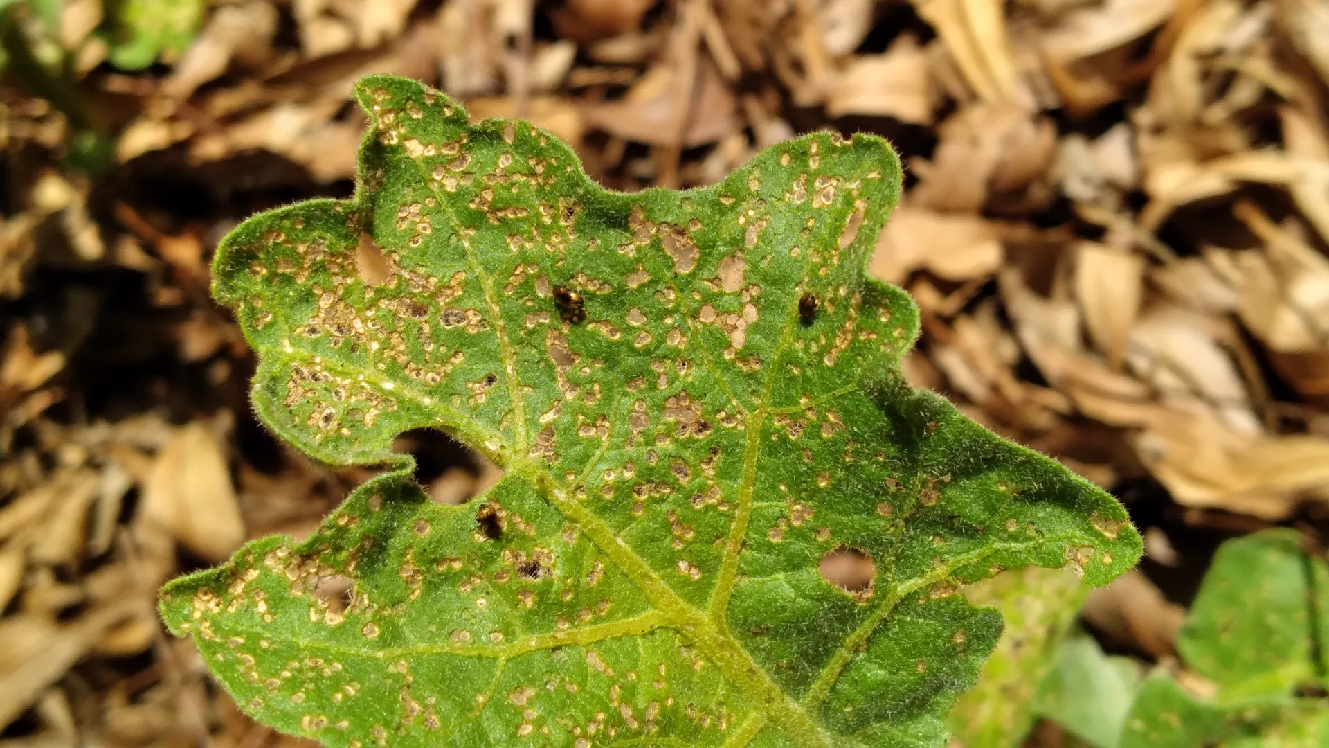 Flea beetle damage