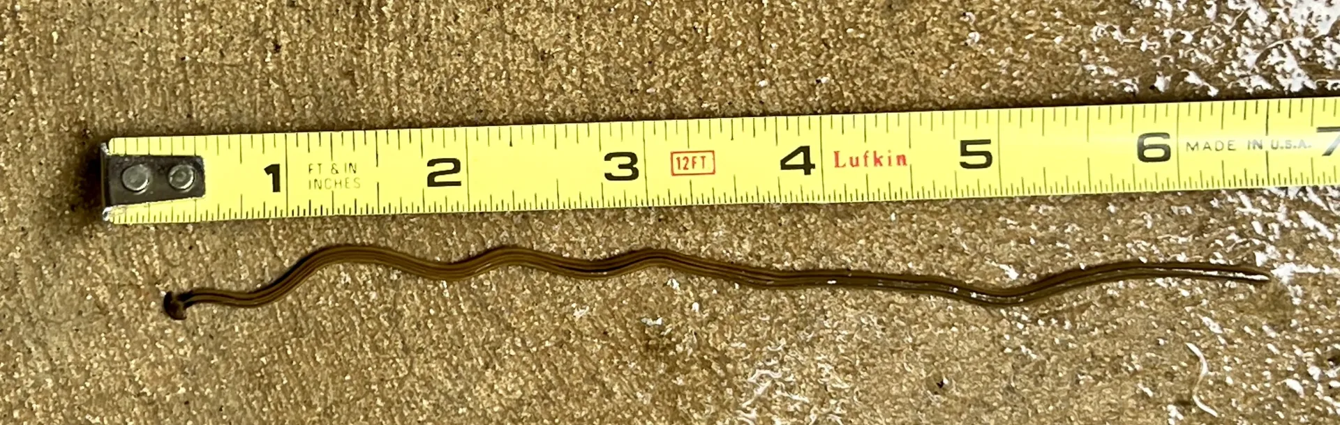 6-inch worm