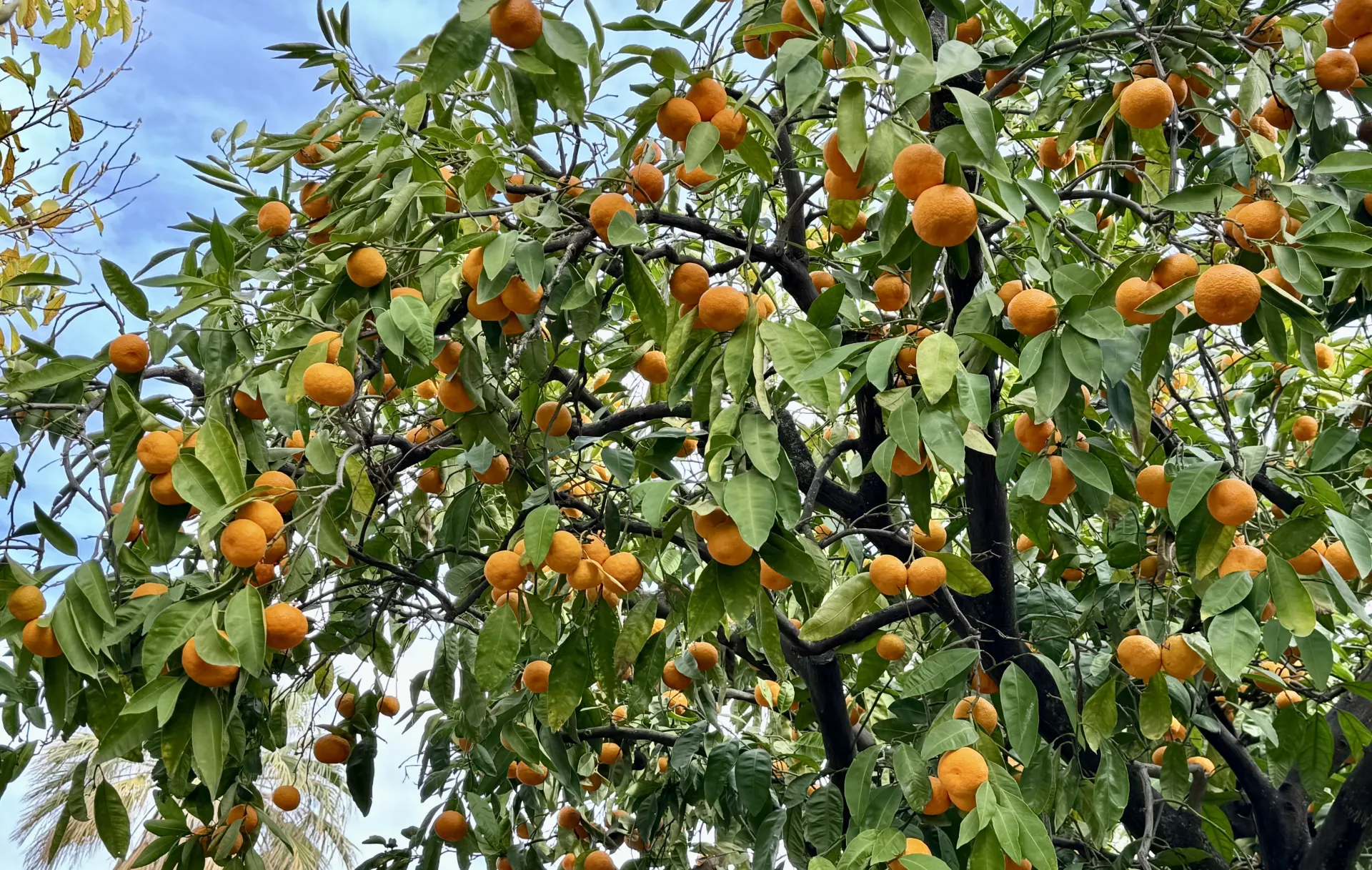 Photo of a mandarin tree full of fruit.