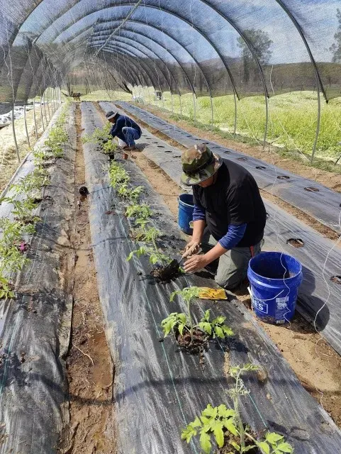 Un trabajador planta plántulas de fresa en surcos cubiertos de plástico.