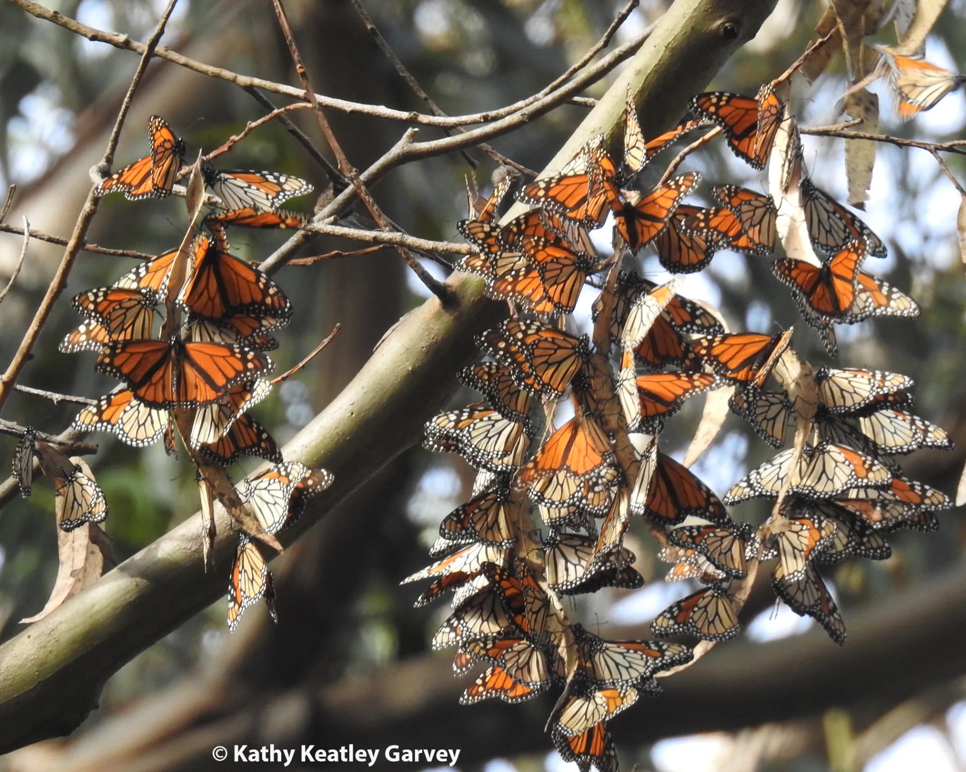 Overwintering monarchs at Natural Bridges, Santa Cruz, on Nov. 14, 2016. (Photo by Kathy Keatley Garvey)