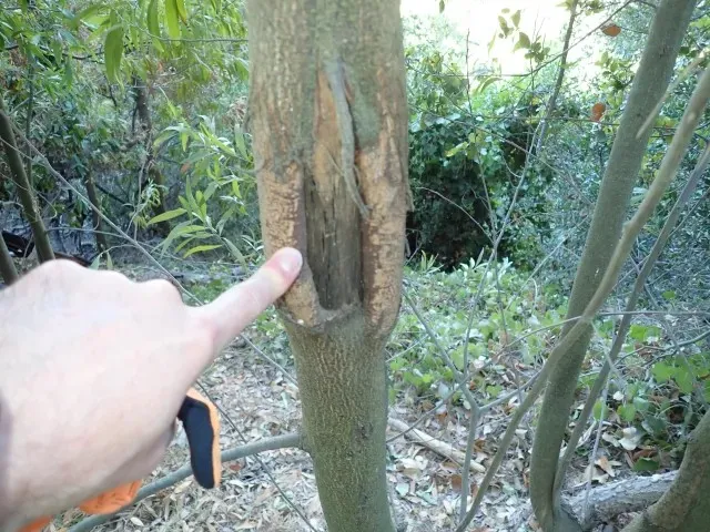 Cranco en el tronco de un árbol.