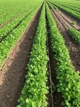 Panoramica de un campo de cilantro.