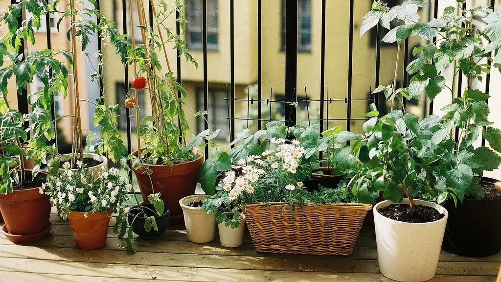 container planting on balcony