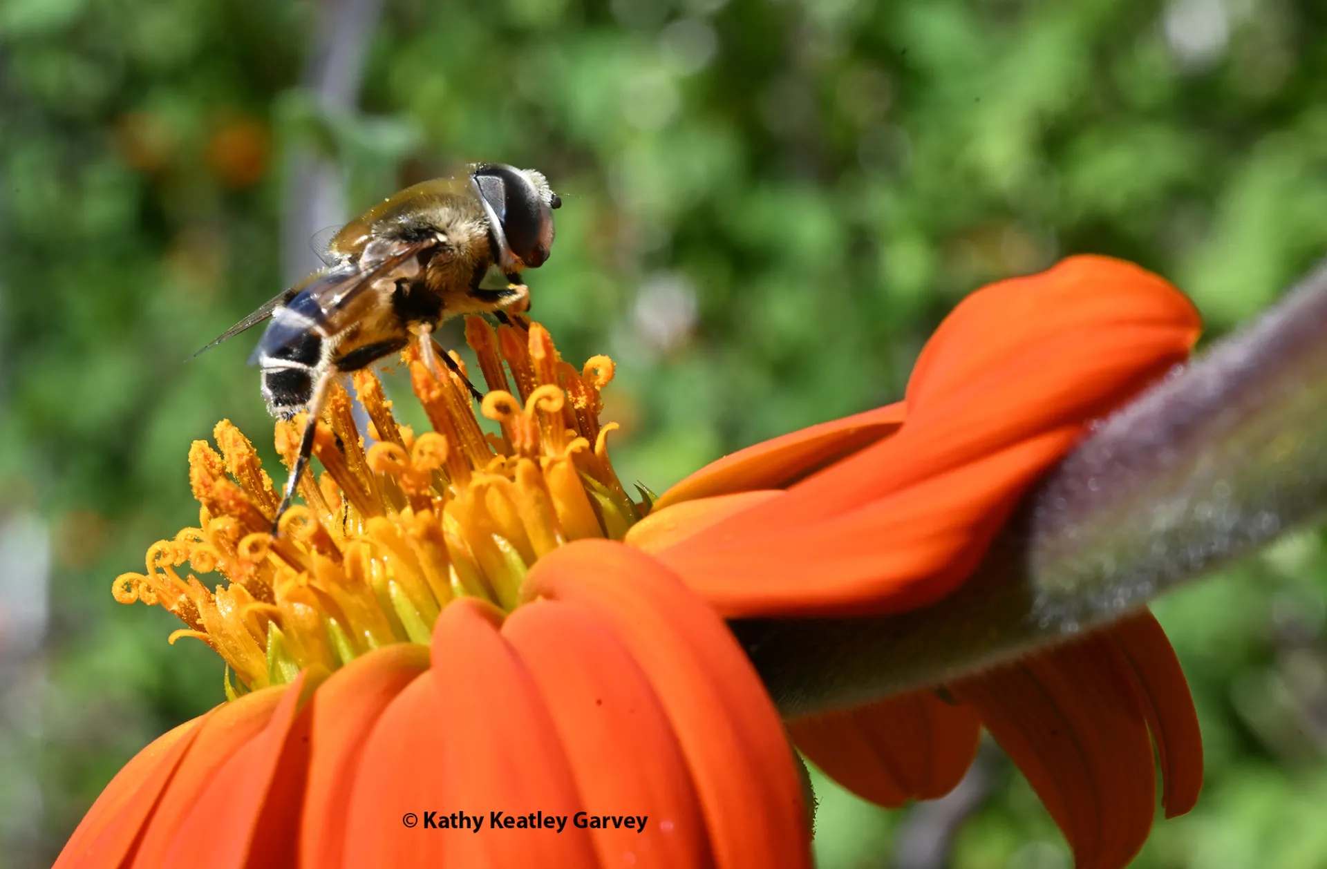 his syrphid fly (Eristalis tenax), often called a drone fly, is often mistaken for a bee. It is nectaring here on Mexican sunflower, Tithonia rotundifola. (Photo by Kathy Keatley Garvey)