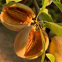 almonds on the tree