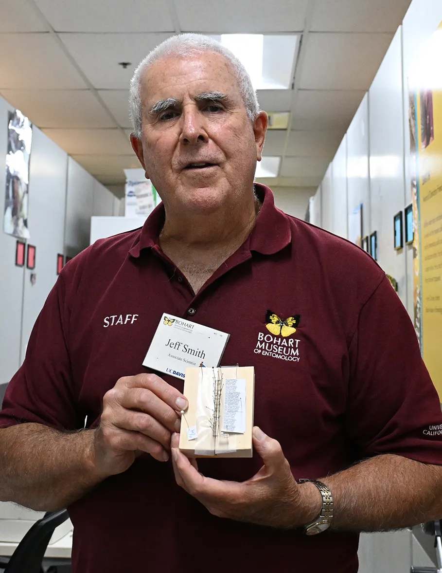 Entomologist Jeff Smith with some of the micro moths he's spinned. (Photo by Kathy Keatley Garvey)